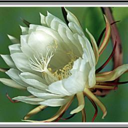 cnk7mh8's profile picture. テニプリ氷帝・薄桜鬼クラスタ
のんびりゆるく浮上。
ハイキューは5回見ないと気が済まない