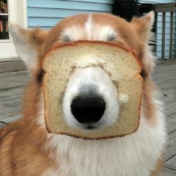Simon's favouritest Corgi