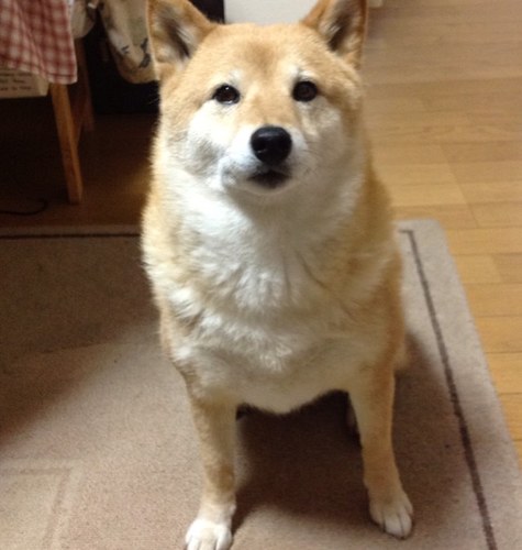 柴犬のニコ♀です♪１４才です♪好きな食べ物はチーズと乾いた白米です♪某わんこ番組に出演経験があります♪(^・ω・^)気軽にフォローしてください♪平成31年4月20日（土）に永眠いたしました。 #ねこねこ日和