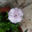 Sawsan Issa - @Sawissa - Twitter