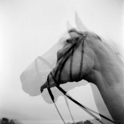 PHOTOGRAPHER. •society•EQUESTRIAN• •nature•WILDLIFE•adventure•
NATURWERKE https://t.co/8ontIOb41t