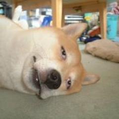 不況だなんだと世知辛い世の中ですが、笑いがあればそれだけでHappy！メチャクチャ楽しい面白ネタや衝撃ネタをどんどんつぶやきます☆
★「やべー、クスっときた！」と思ったらRT！★
 フォローいつでも大歓迎(゜∀。)
