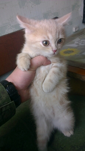 Ляховенко Дмитрий