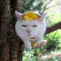 Shironeko_RP's profile picture. Meow~ i'm shironeko  but you can call me shiro • I'm an zen cat and zen master cat • was born on March 8th, 2002 • adopt me!!! ^^