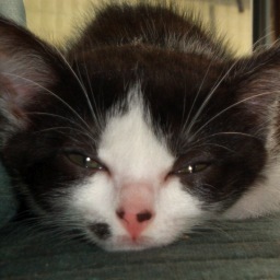 akemiyonemura's profile picture. 