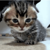 GS aşığı (@twitmuhabbeti) 's Twitter Profile Photo