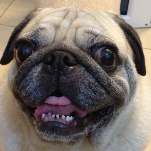 dav_cheung's profile picture. 