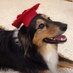Peter Panico (@peterpanico) Twitter profile photo