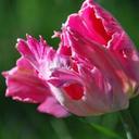 Sally Wiggins - @ArtistLawDegree - Twitter