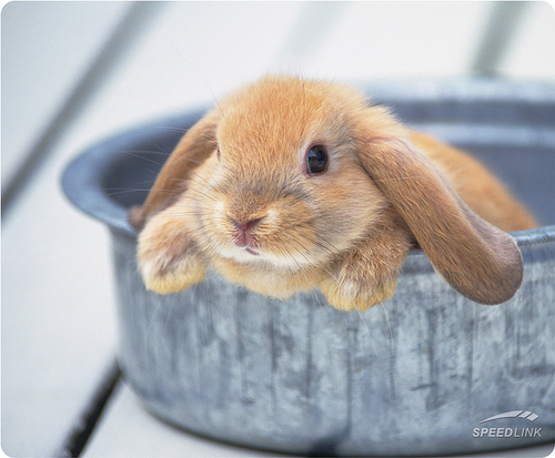 #dieren_picture ♥ vind hier leuke,mooie, grappige foto's van allerlei dieren soms doe ik ook maanden horoscoop                      volg #dieren_picture ♥