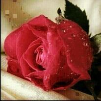 koko1234785's profile picture. 