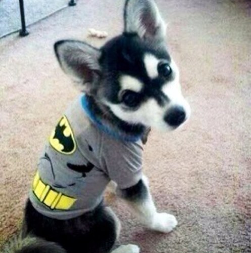 Loki_fans's profile picture. Follow me woof woof