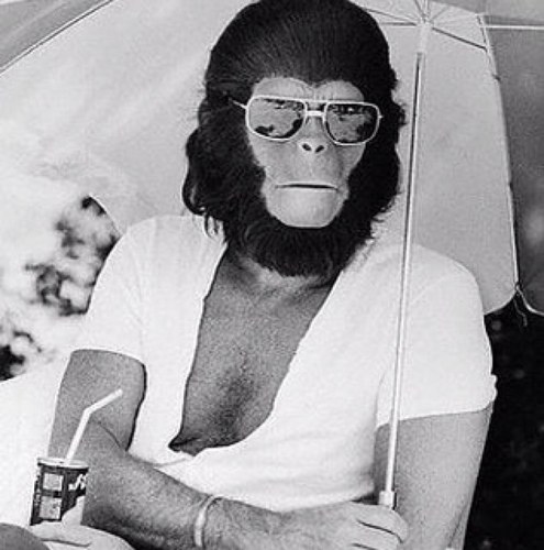 JewdahMonkeys's profile picture. 3 monkeys in da house