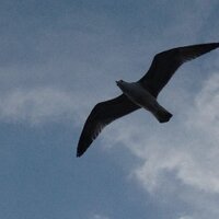meral mutluç (@meralmutlu8) 's Twitter Profile