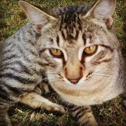 jawbreakers's profile picture. 