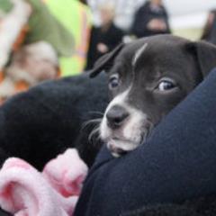 we are a private money lender and for every rescue loan we donate to a rescue shelter to help the sheltered animal