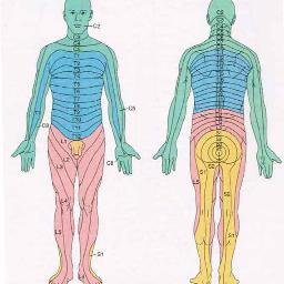 DermMyotomeQuiz's profile picture. Daily quiz on #Dermatomes, #Myotomes, #Parasthesias. Tweet me your answers!
