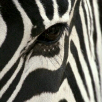 Loana252's profile picture. 