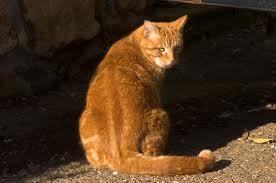 Downfall987's profile picture. orange tabby tom. loner.Clanmates-@sept11_01 @ammallon033 @scar931 @mythtooth