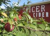 Spicer Orchards Cider Mill and Winery (810) 632-7692
        Open Saturday from 12 - 5
