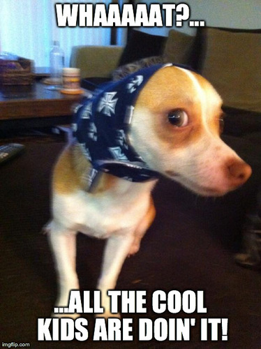 Part Short Hair Chihuahua Part Jack Russell Full Time Ladies Man! http://t.co/3NsqRcLkDM http://t.co/9d1nUIqKuq biz email: BaxterScooterBooter@gmail.com