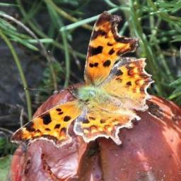 ManxButterflies's profile picture. Manx Butterfly Conservation - a local registered charity supporting the conservation of butterfly species found on the Isle of Man.