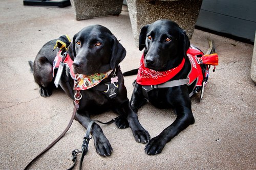 Father of a type 1 diabetic, and her 2 black service dogs