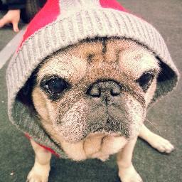 Schmackos loveuse #pug #carlin #mops
09.05.2001 - 05.17.2015