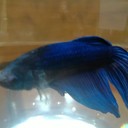 Everett Fish - @Evrett_Fish - Twitter