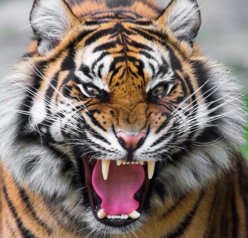 Tweeting the best animal pictures you'll see.