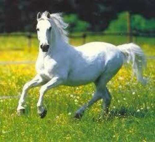 ♡‏‏‏أنا سهم العالمي منهو قدي يقول أنا♡                                                   《KSA《ABHA                                             S9
