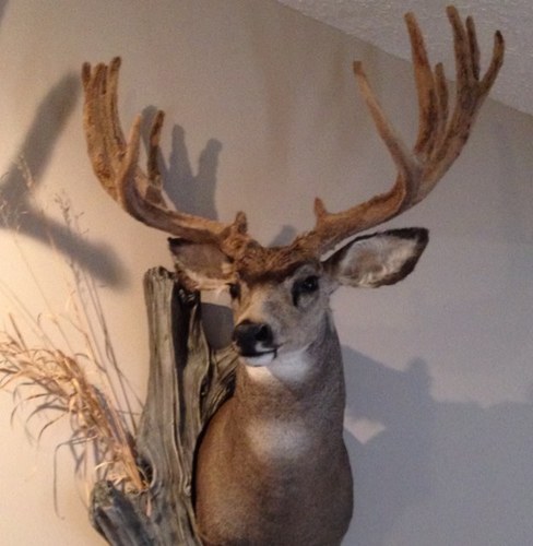 muleyseeker Profile Picture