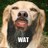 craiglouis4's profile image