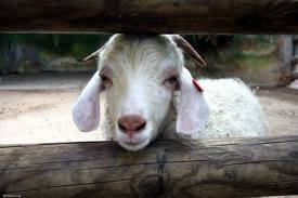 Esme's. Touch my Tam I'll ram you,