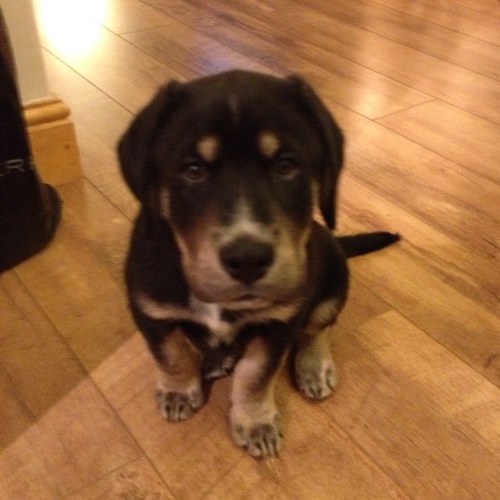Executive Producer - @avalanchesweden @COTWtheangler - Prev Codemasters/Evolution/Sony (#DIRT5 #grid #onrush #driveclub). Meet my Husky'dor Woody!