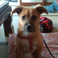 石ハナハク (@hanabackfever) Twitter profile photo