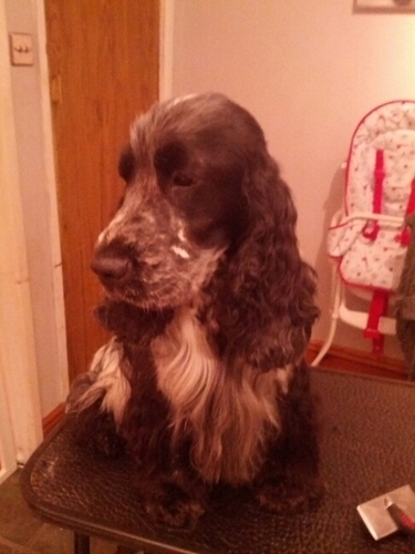 tweetingtasha's profile picture. I'm a Veterinary practice manager love my family espeically my baby boy! My furry family! My job! And the use of !!!!