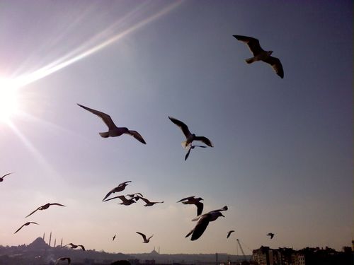 emreyurtgulu's profile picture. 