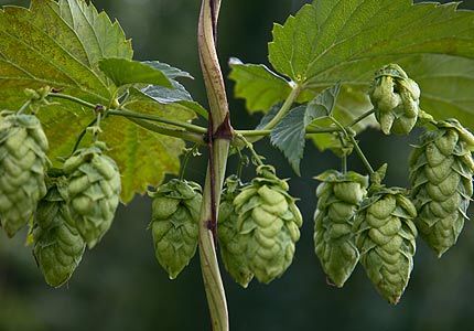 HopHead4Lyfe's profile picture. 