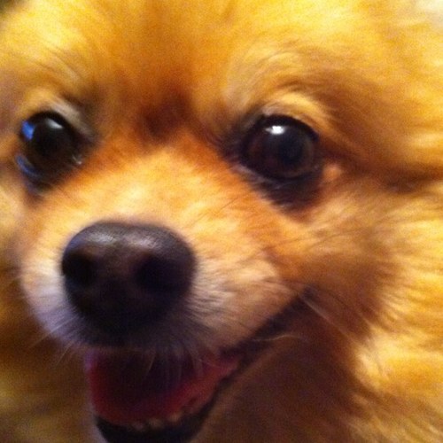 rawpom's profile picture. 