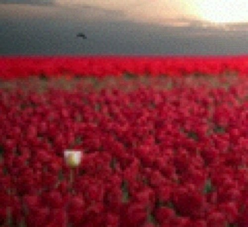 Amera_s's profile picture. 