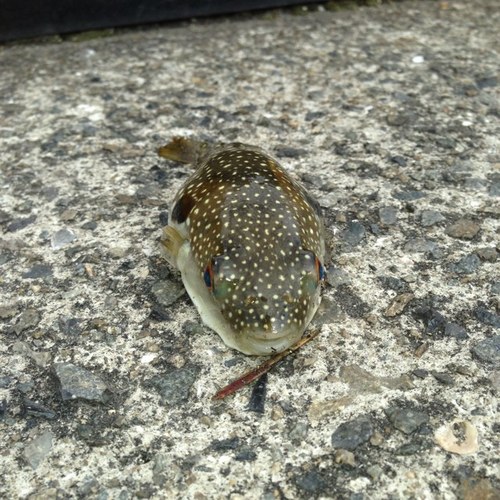 kuwagata6's profile picture. 釣りと自然と猫が大好きです。