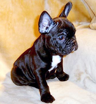 i am in lv wiv trev & tilda, i wnt 2 be lyk dem wiv the dog o' my dreams. Tilda, trevor, tina, chelsea & frankie follow me! O my doggy