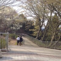花ビラ (@hanabirahh) Twitter profile photo