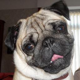 Gus: I'm a three year old pug who loves to sleep, eat, snore and walk all over my owners - quite literally!