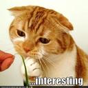 Cathy Jo Hatch - @catspawinn - Twitter