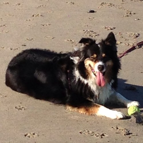 toddrenstrom's profile picture. 