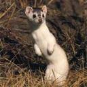 Maia King - @maia_hoey - Twitter