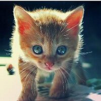 tieuho2k7 (@tieuho2k7) 's Twitter Profile