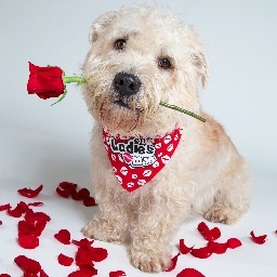 greystoneglens's profile picture. 